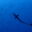 tenugui-diver.jp favicon